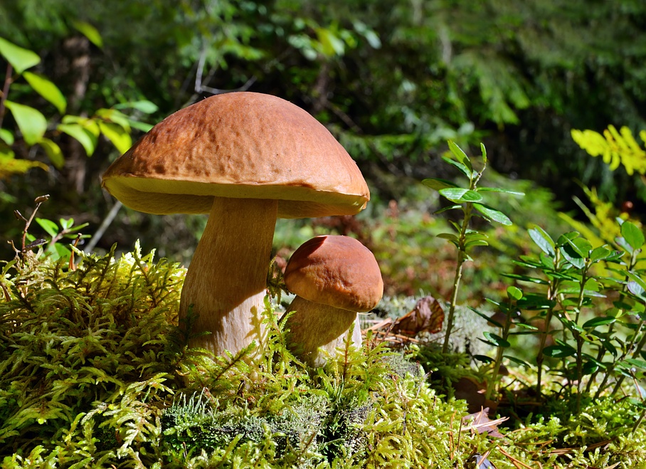 Looking for mushrooms - Camping Rania - Zillis - Viamala